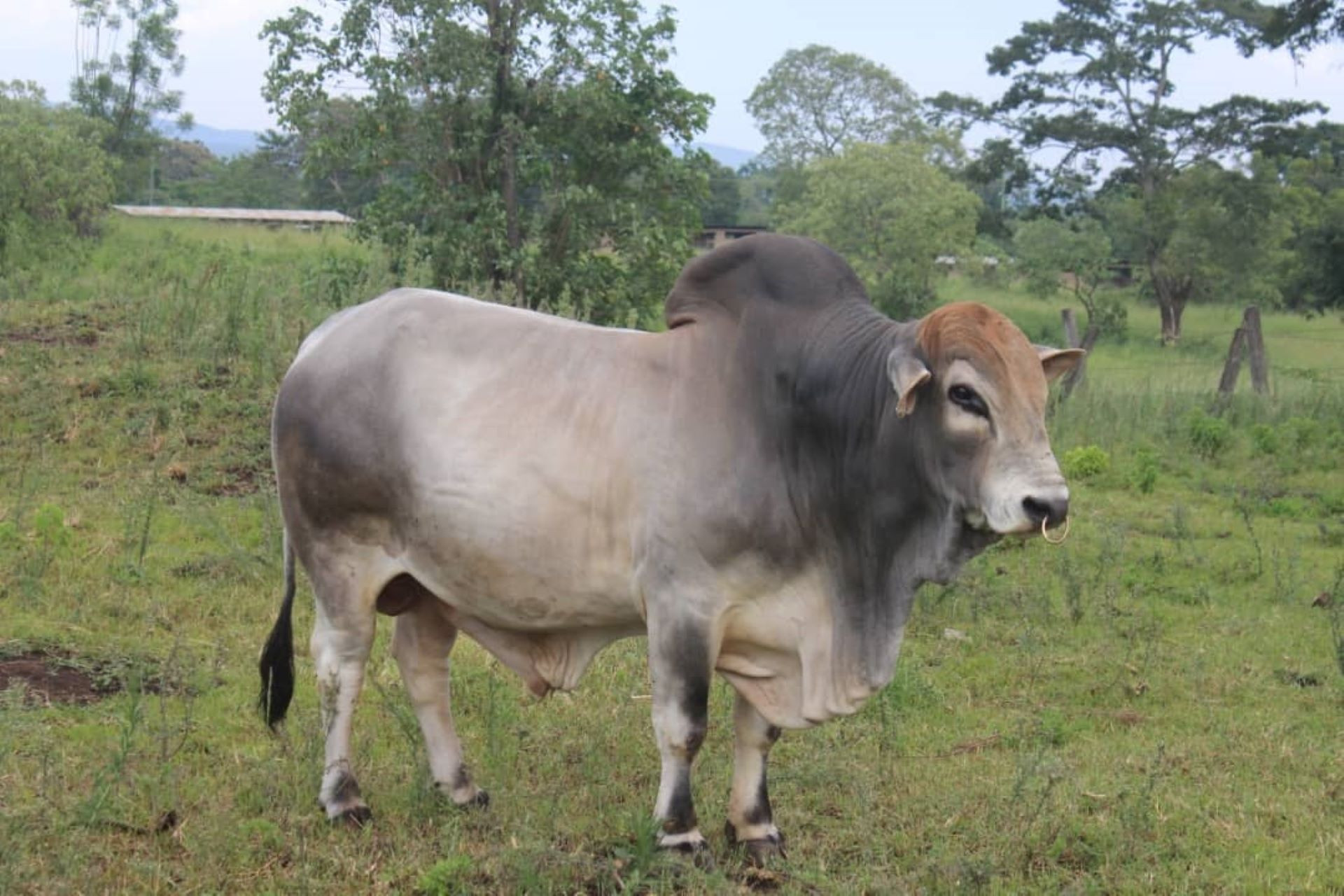 Silver 710 (Boran)