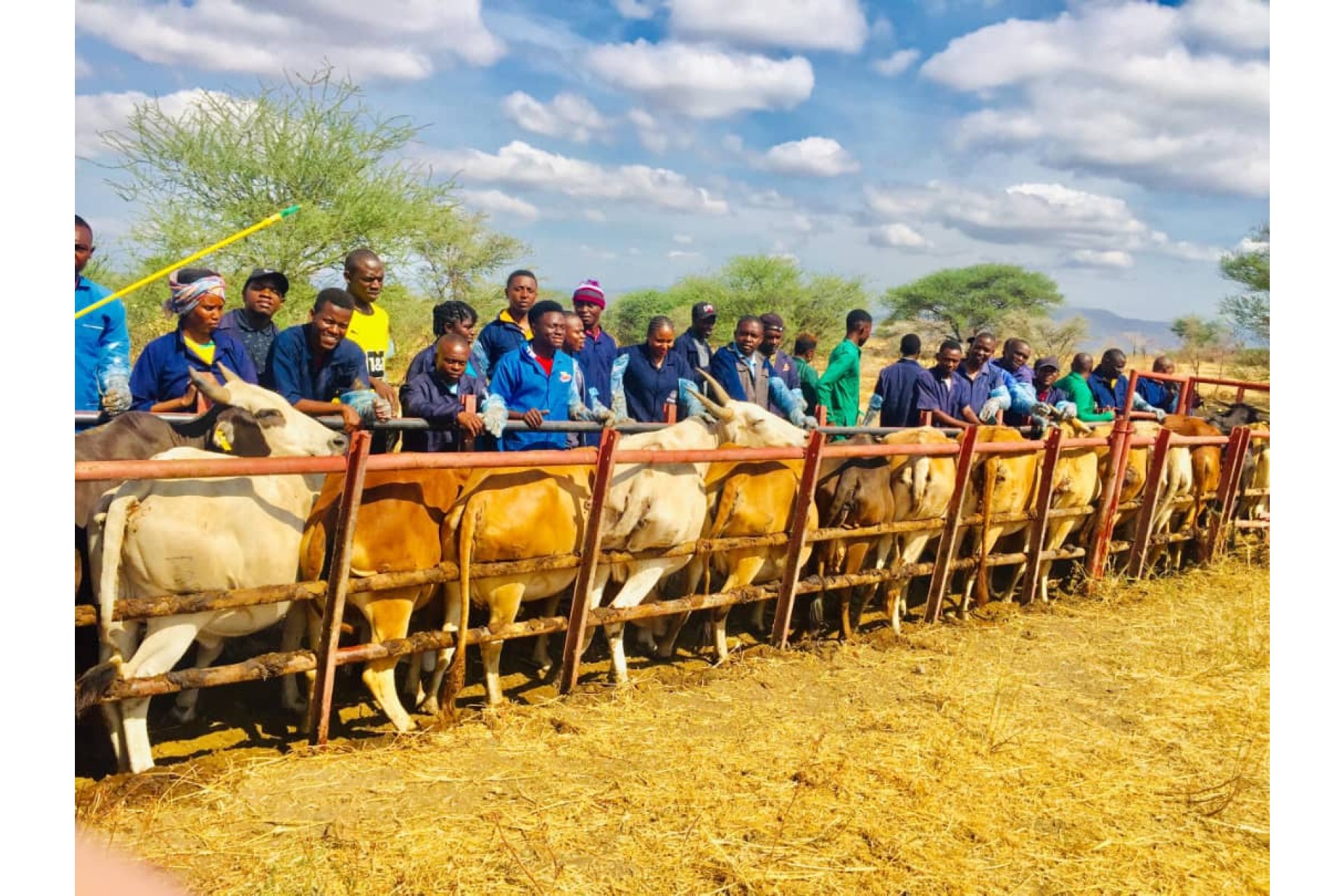 Artificial Insemination Technique Training